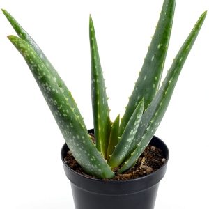 Live Aloe Vera Plant Succulent by Plants for Pets in 3.5 Inch Black-0