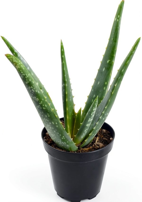 Live Aloe Vera Plant Succulent by Plants for Pets in 3.5 Inch Black-0
