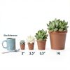 Live Aloe Vera Plant Succulent by Plants for Pets in 3.5 Inch Black-5