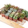 Altman Plants Live Succulents 20-Pack Assorted Potted Cacti &-7