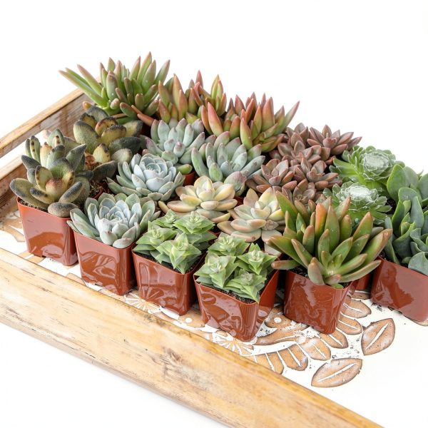 Altman Plants Live Succulents 20-Pack Assorted Potted Cacti &-7