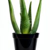Live Aloe Vera Plant Succulent by Plants for Pets in 3.5 Inch Black-6