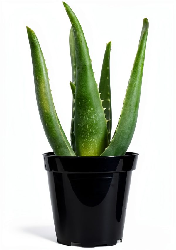 Live Aloe Vera Plant Succulent by Plants for Pets in 3.5 Inch Black-6