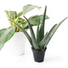 Live Aloe Vera Plant Succulent by Plants for Pets in 3.5 Inch Black-7