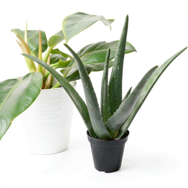 Live Aloe Vera Plant Succulent by Plants for Pets in 3.5 Inch Black-7