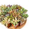 Altman Plants Live Succulents 20-Pack Assorted Potted Cacti &-6