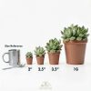 Altman Plants Live Succulents 20-Pack Assorted Potted Cacti &-4