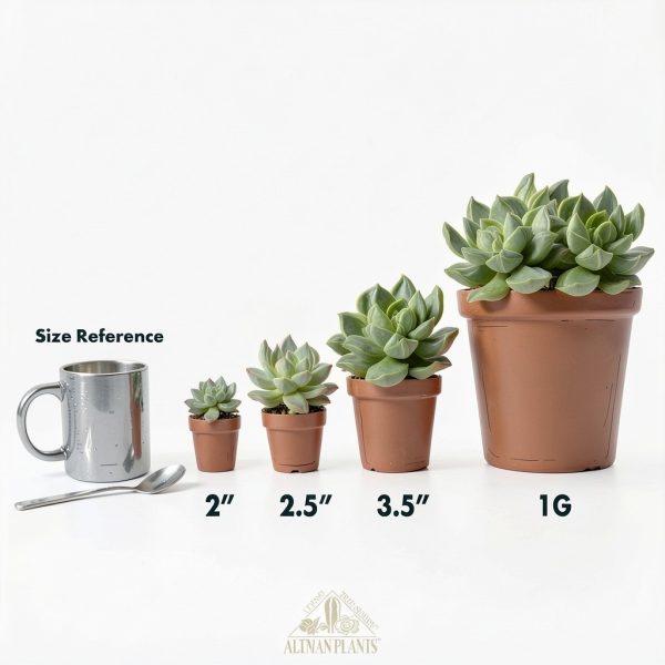 Altman Plants Live Succulents 20-Pack Assorted Potted Cacti &-4