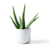 Live Aloe Vera Plant Succulent by Plants for Pets in 3.5 Inch Black-3