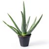 Live Aloe Vera Plant Succulent by Plants for Pets in 3.5 Inch Black-8