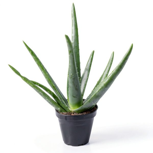 Live Aloe Vera Plant Succulent by Plants for Pets in 3.5 Inch Black-8