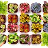 Shop Succulents Endless Summer Succulent Pack - 20 Mini Plants, Low-0