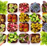 Shop Succulents Endless Summer Succulent Pack - 20 Mini Plants, Low-0