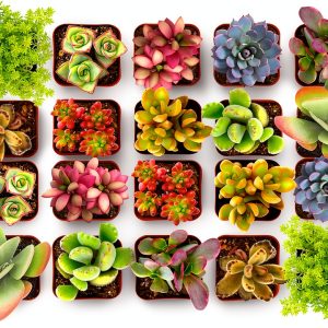 Shop Succulents Endless Summer Succulent Pack - 20 Mini Plants, Low-0