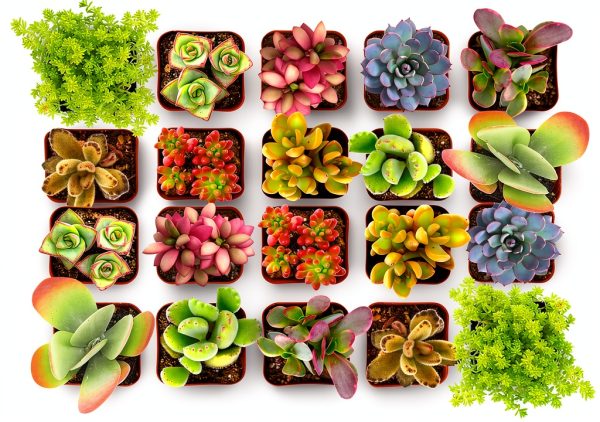 Shop Succulents Endless Summer Succulent Pack - 20 Mini Plants, Low-0