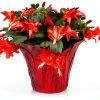 Green Circle Growers Live Christmas Cactus in 6-Inch Decorative Pot – Holiday Blooming Houseplant, Easy Care Indoor Décor-5