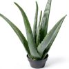 Live Aloe Vera Plant Succulent by Plants for Pets in 3.5 Inch Black-2