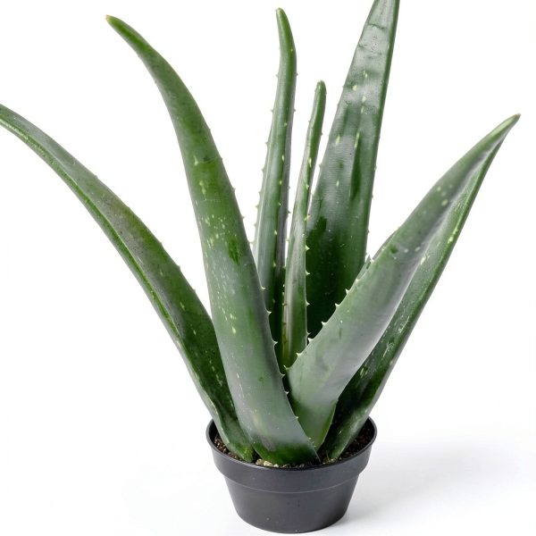 Live Aloe Vera Plant Succulent by Plants for Pets in 3.5 Inch Black-2