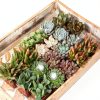 Altman Plants Live Succulents 20-Pack Assorted Potted Cacti &-1