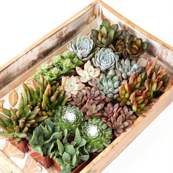 Altman Plants Live Succulents 20-Pack Assorted Potted Cacti &-1