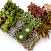 Altman Plants Live Succulents 20-Pack Assorted Potted Cacti &-0