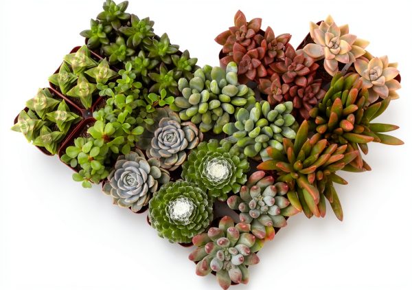 Altman Plants Live Succulents 20-Pack Assorted Potted Cacti &-0