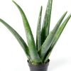 Live Aloe Vera Plant Succulent by Plants for Pets in 3.5 Inch Black-9
