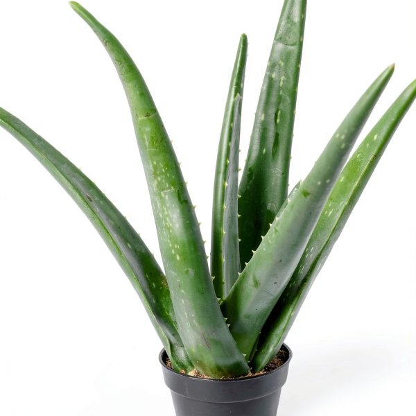Live Aloe Vera Plant Succulent by Plants for Pets in 3.5 Inch Black-9
