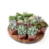 Altman Plants Live Succulents 20-Pack Assorted Potted Cacti &-2