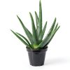 Live Aloe Vera Plant Succulent by Plants for Pets in 3.5 Inch Black-1