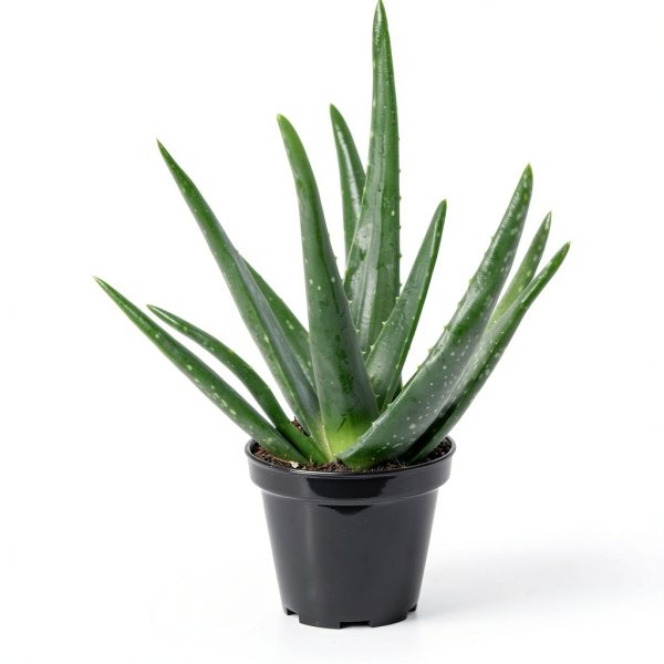Live Aloe Vera Plant Succulent by Plants for Pets in 3.5 Inch Black-1